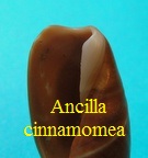 Ancilla cinnamomea, Lamarck 1801